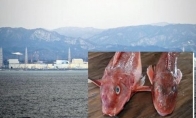 日本福岛民众担心核辐射不敢吃鱼 促销不被买账