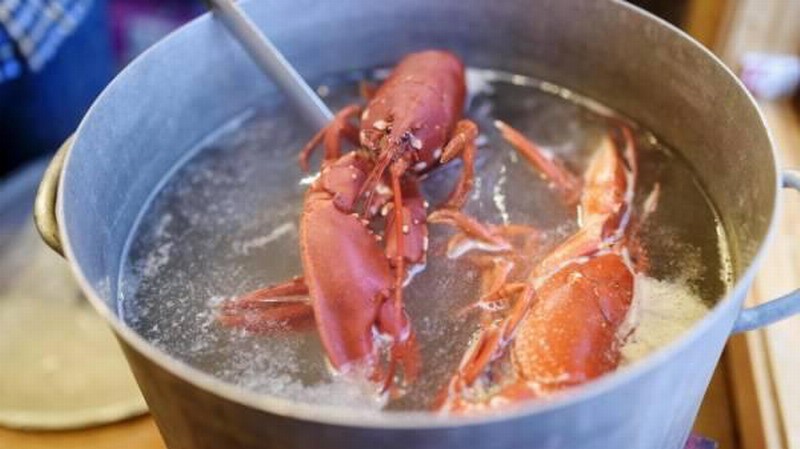 英国拟禁止煮食龙虾螃蟹等活物：它们也有痛感和知觉