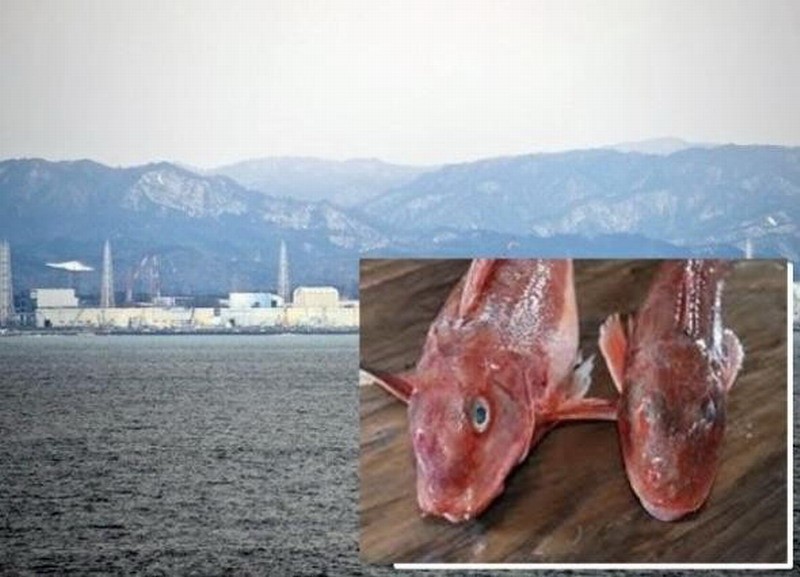 日本福岛民众担心核辐射不敢吃鱼 促销不被买账